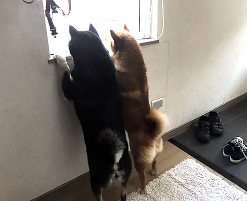 部屋から見た後ろ姿