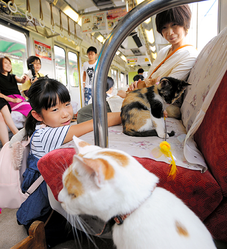 列車内でもくつろぐ猫たち