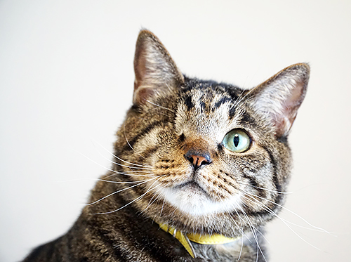 事故で片目を失ったまねちゃん