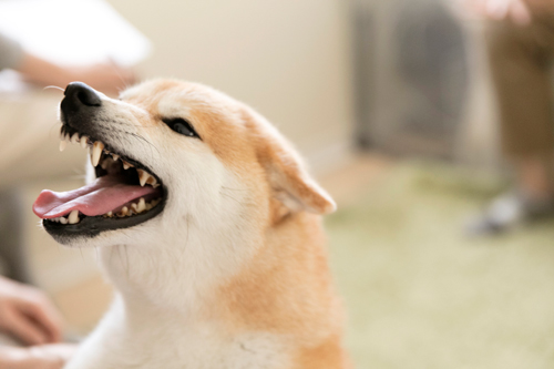 たっぷりなでてもらって、ご満悦の様子!