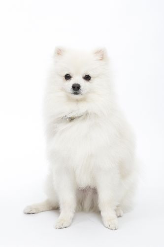 ポメラニアン 人気犬種図鑑より (撮影 布川航太)