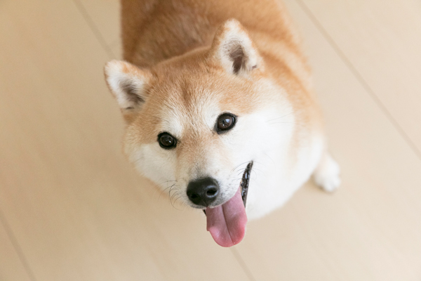 ニッコリ笑顔とつぶらな瞳で見つめられるともうメロメロ