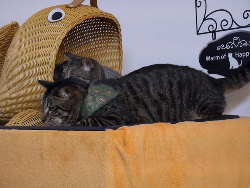 バンダナをつけた「ふく」君(推定2歳)は好奇心旺盛、人が好き