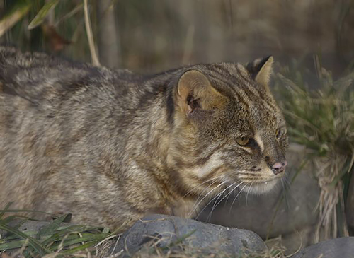 「猫とコワモテ2」に登場するツシマヤマネコ(井の頭自然文化園)(c)BSジャパン