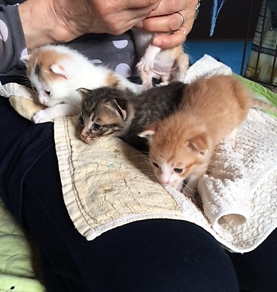 大切に膝の上の載せられた子猫