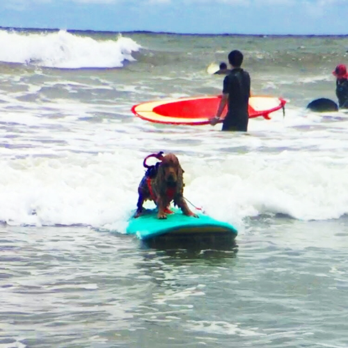 脚を踏ん張ってバランスをとります