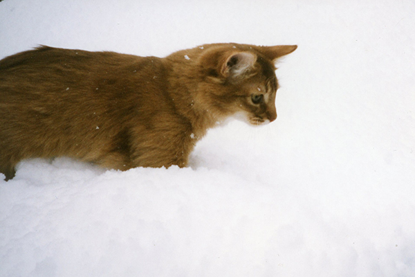 雪って冷たいんだね