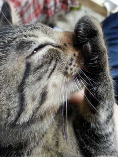 無心に、ちゅうちゅう