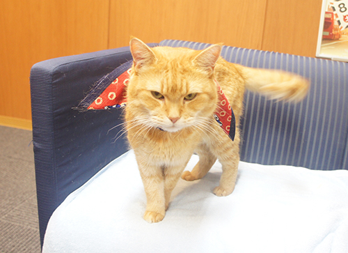 カメラマンににらみを利かせるボブ