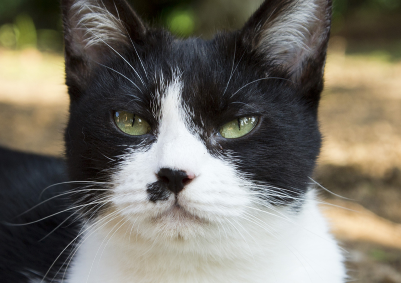 はちわれさん役:ひげ (C)2017 Hit-Point/『映画ねこあつめ』製作委員会