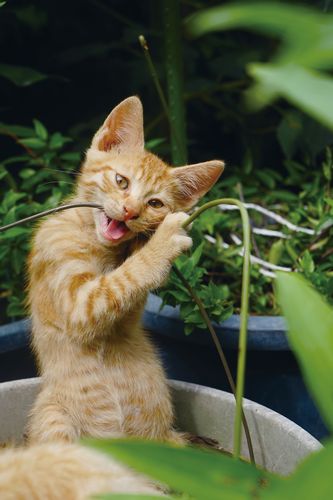 「どやにゃん」(辰巳出版、南幅俊輔著)より