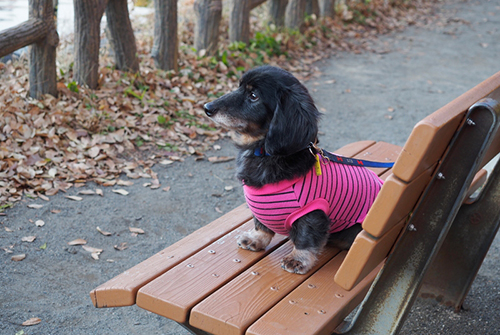 お散歩コースの公園で