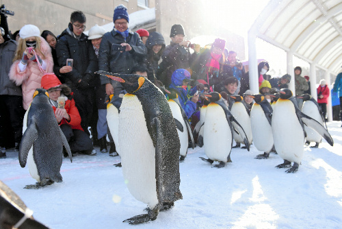 多くの来園者が見守る中、悠々と散歩するペンギン=2016年12月、北海道旭川市の旭山動物園