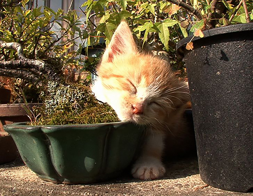 「ポチたまペット大集合」に登場する猫(c)BSジャパン