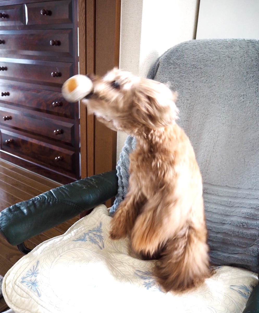 ナイスキャッチ! 見よ、これが「ぷりロー」の華麗なプレー!(ピンボケ御免2)