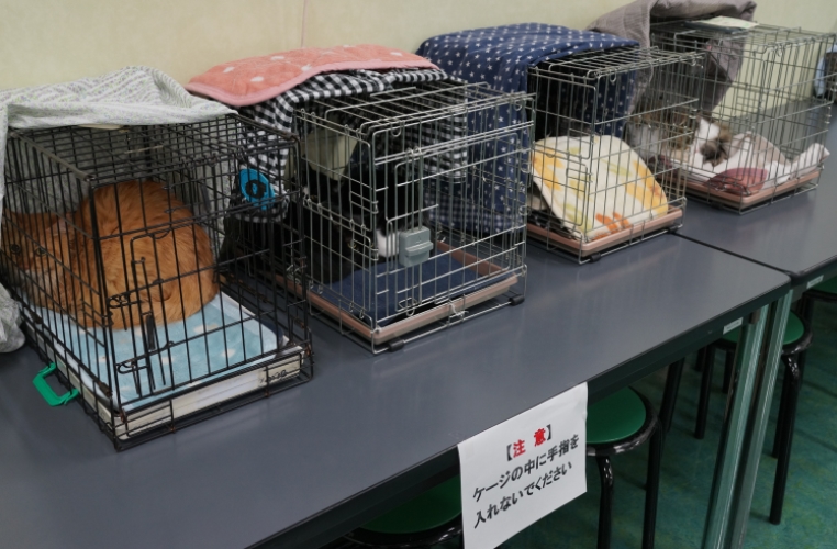 昨年12月の譲渡会の様子 提供=(公財)日本動物愛護協会
