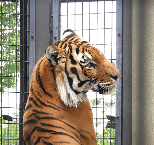 アムールトラのオク=京都市動物園提供