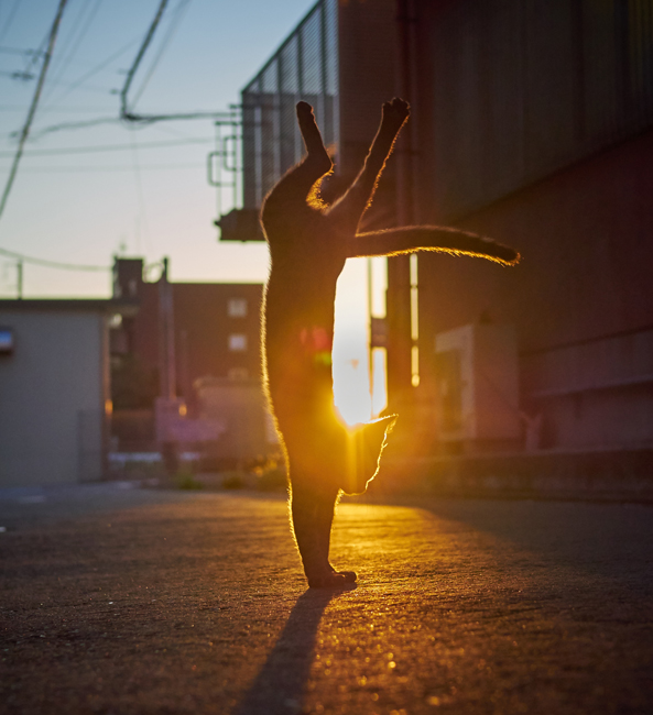 夕日を背にハンドスタンドをキメる黒猫 (c) Accent