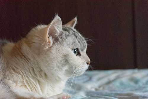 臆病な花子は寝室から出てこない