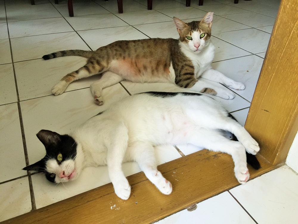 ダイニングからししゃもを狙う。