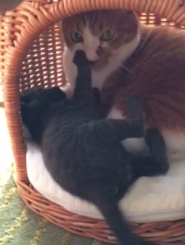 虎千代にじゃれる龍