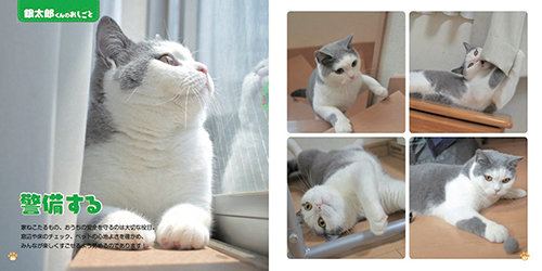 『ねこのおしごと』より