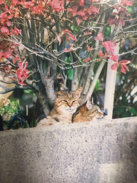 老猫チャマダロウ(左)とラブラブだったチビチビ