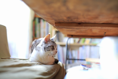 雌だけど名は「ライガー」(15歳) 祥伝社/ケニア・ドイ