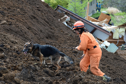 熊本県南阿蘇村の高野台団地で捜索にあたる和歌山災害救助犬協会の災害救助犬=17日午後2時28分