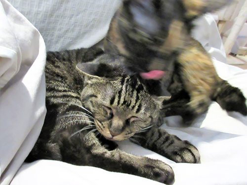 激しい毛づくろいは若さの象徴