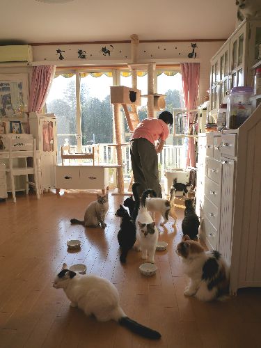 猫の世話をする俊人さん