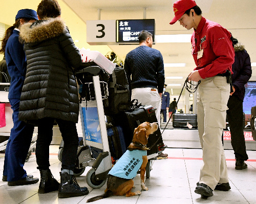 乗客の荷物の前に座り、異常をハンドラーに伝える検疫探知犬のタンク号