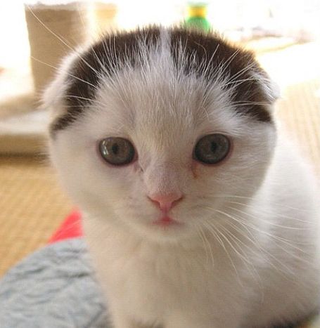 「ポチたまペット大集合」に登場する「ブチョー」の子猫時代(c)BSジャパン