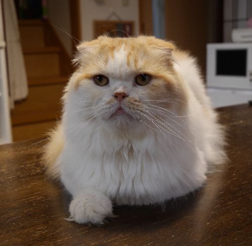 ルカ(おもてなし猫)