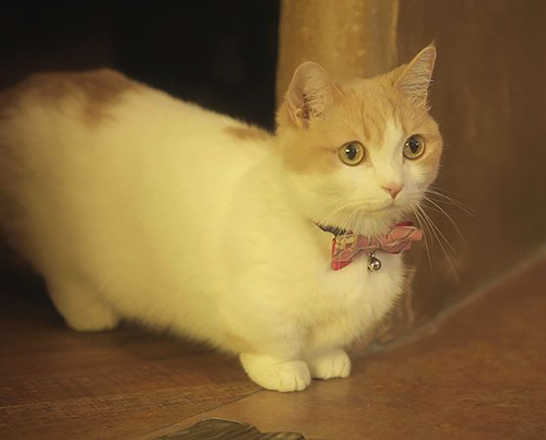 「猫とコワモテ2」に登場するちり(c)BSジャパン