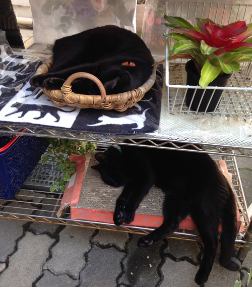 皆が癒された二匹の寝姿