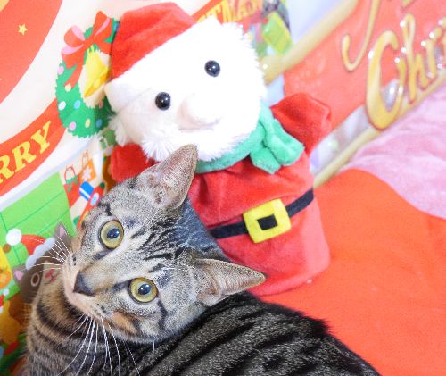 僕にだけプレゼント早くちょうだい