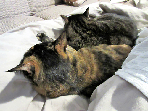 ナデナデしたい頭