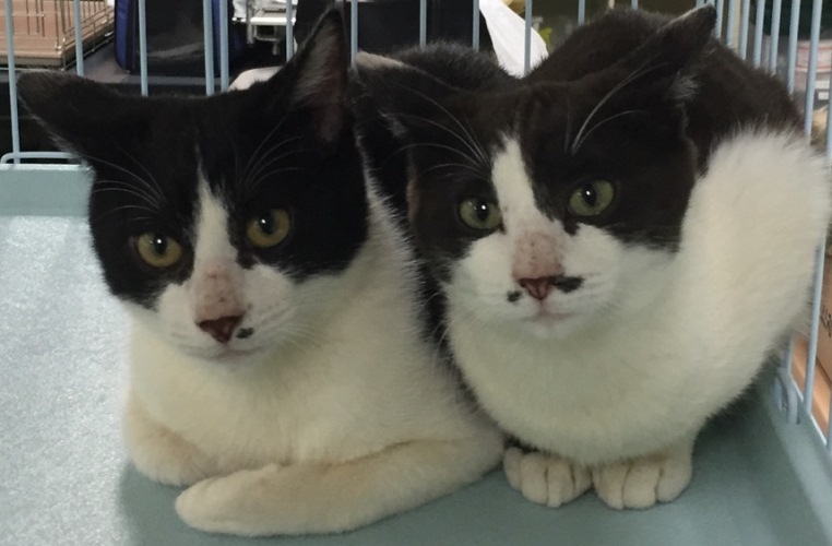 昨年12月の譲渡会に出ていた「Chopbi」(左)と兄弟「コマ」 提供=(公財)日本動物愛護協会