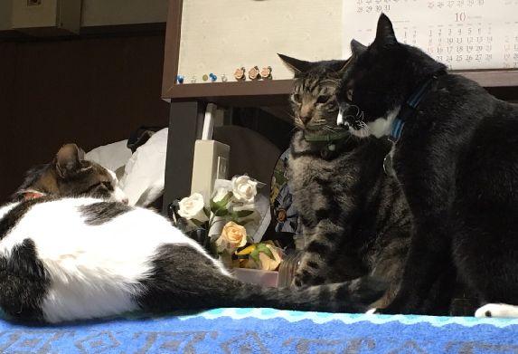 同じキャリア組(母猫マミー、息子のシンバ、新入りムク)