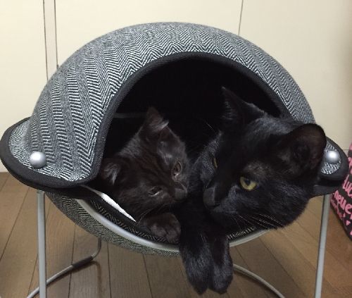 「あにき~」「まじ可愛い奴だ」ロデムが来た初日からこんな光景が