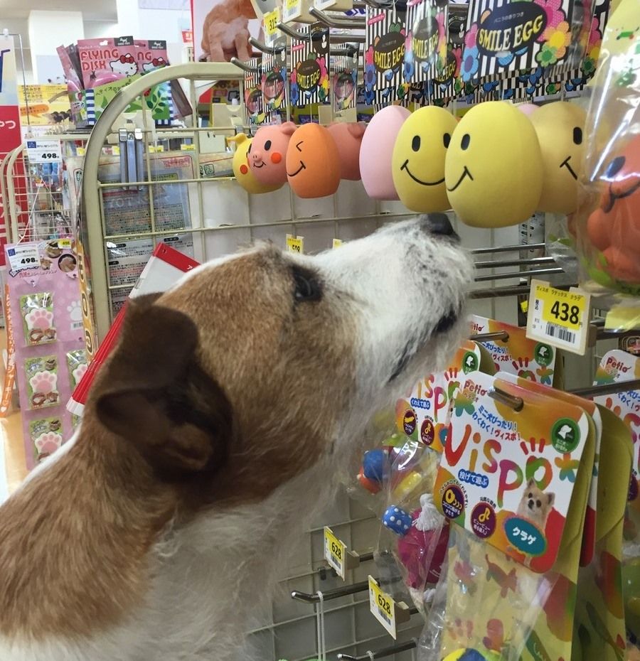 ホームセンターで玩具を物色中