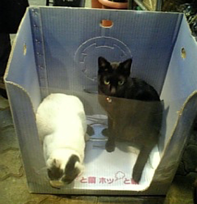 仲良しだった豆太郎とヒロシ