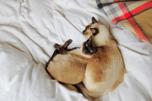 「チャム」(右 16歳)と4歳の「ミミ」 祥伝社/ケニア・ドイ