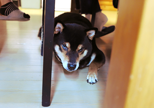 テーブルの下で待機中