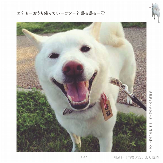 「白柴さな。」(翔泳社)から