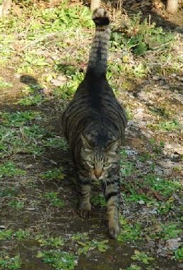 時々思い出したりする、、あの草の匂いを