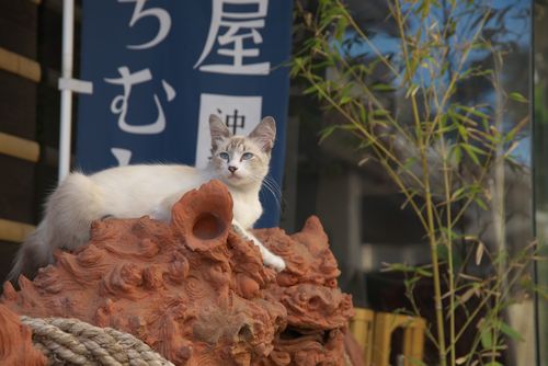 ©Toshihiro Kamibayashi