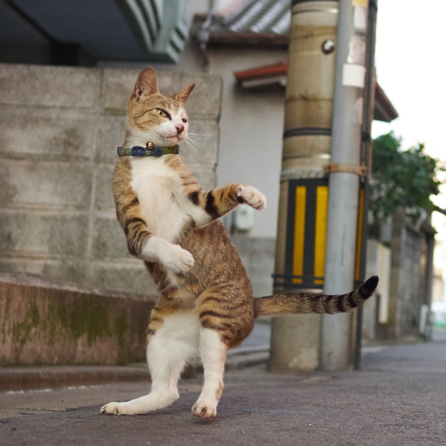 キマってる? (c) Accent