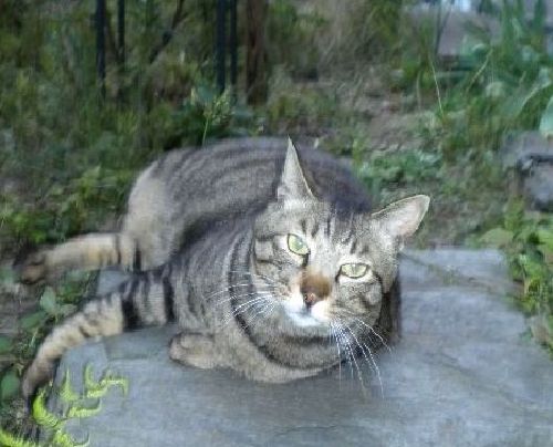 庭の飛び石の上で(2009年頃)